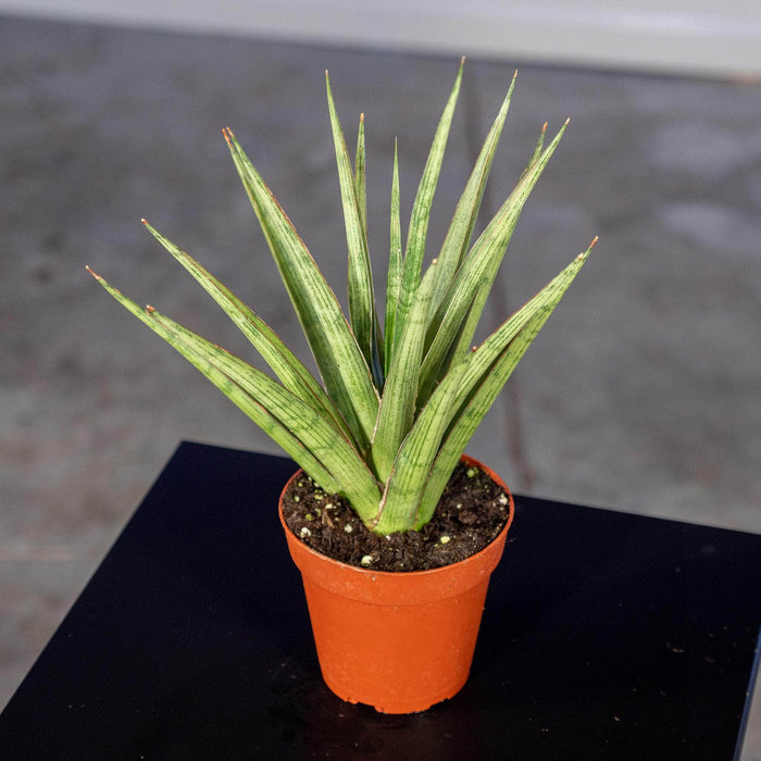 Gabriella Plants Sansevieria 4" Sansevieria 'Silver Nymph'