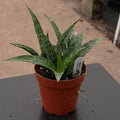Gabriella Plants Sansevieria 4" Sansevieria 'Silver Steel'