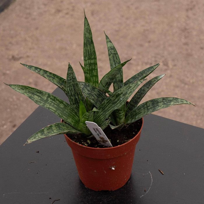 Gabriella Plants Sansevieria 4" Sansevieria 'Silver Steel'