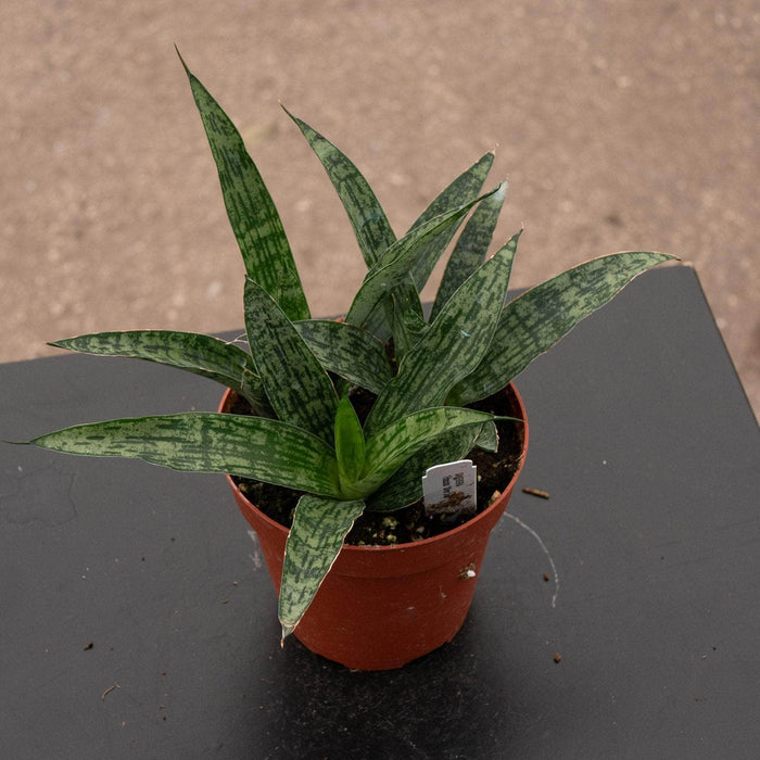 Gabriella Plants Sansevieria 4" Sansevieria 'Silver Steel'