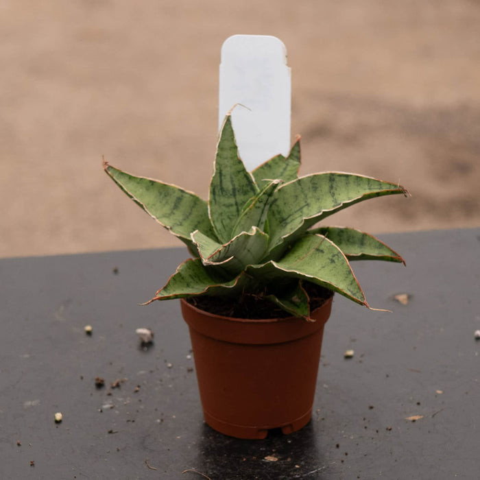 Gabriella Plants Sansevieria 2" Sansevieria 'Snowflake'
