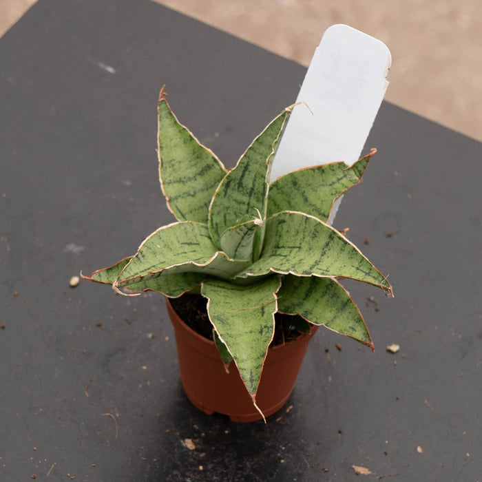 Gabriella Plants Sansevieria 2" Sansevieria 'Snowflake'