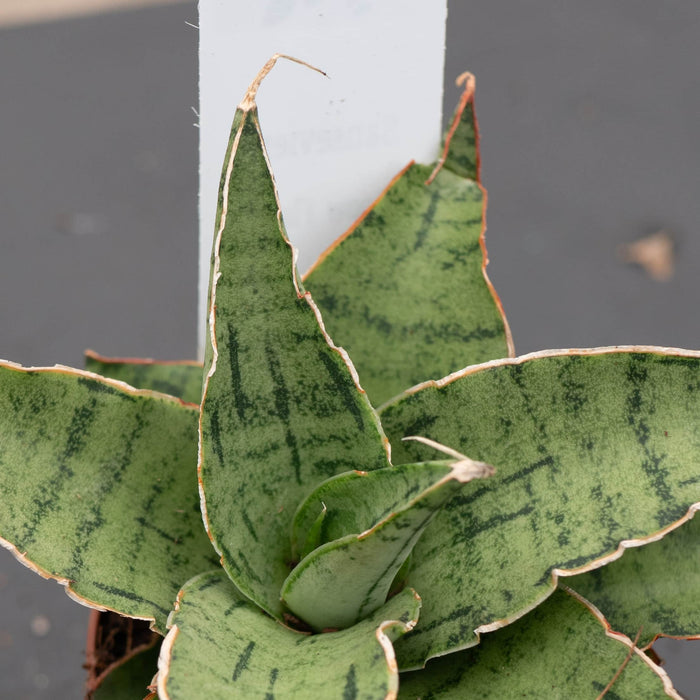Gabriella Plants Sansevieria 2" Sansevieria 'Snowflake'