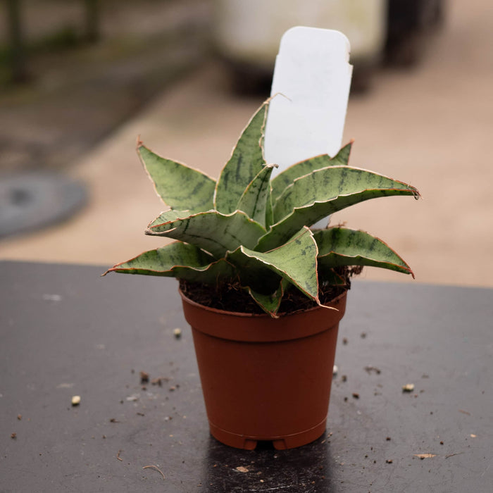 Gabriella Plants Sansevieria 2" Sansevieria 'Snowflake'