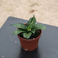 Gabriella Plants Sansevieria 4" Sansevieria 'Spiral Queen'
