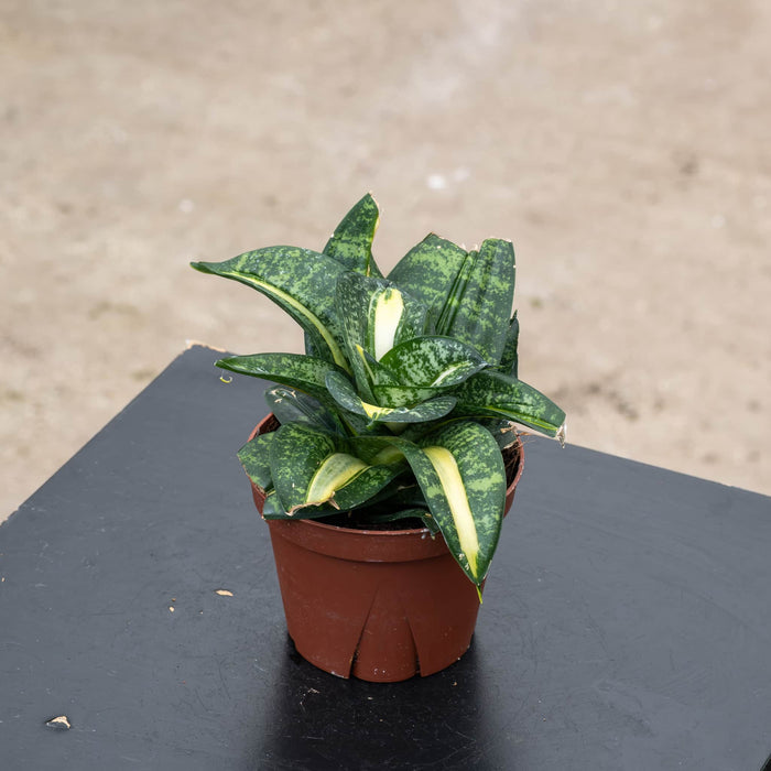 Gabriella Plants Sansevieria 4" Sansevieria 'Spiral Queen'