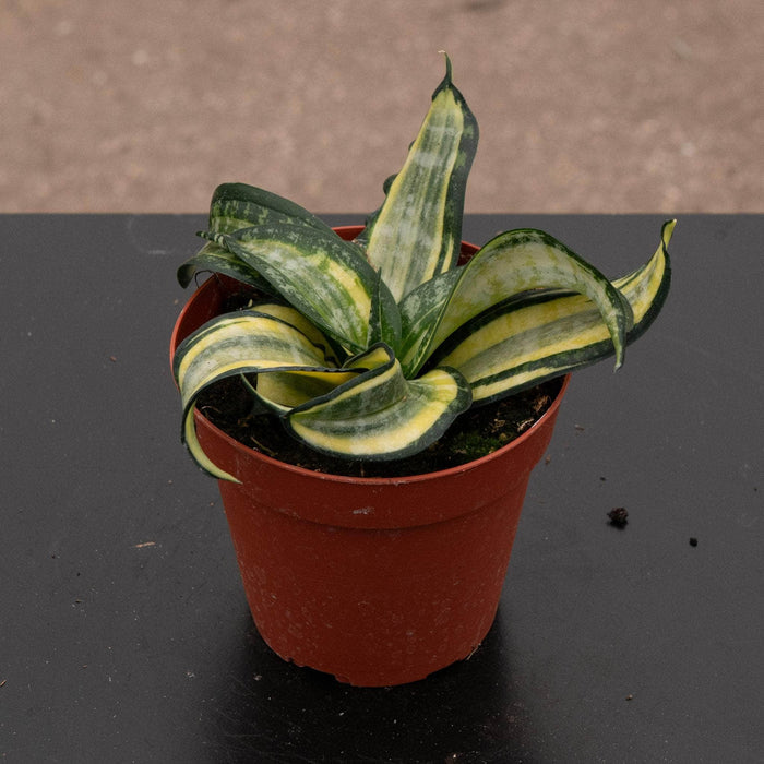 Gabriella Plants Sansevieria 4" Sansevieria 'Spiral Star'