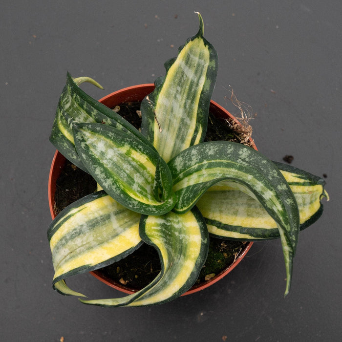 Gabriella Plants Sansevieria 4" Sansevieria 'Spiral Star'