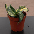 Gabriella Plants Sansevieria 4" Sansevieria 'Spiral Star'