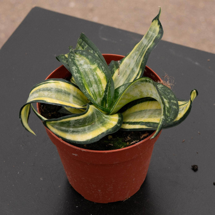 Gabriella Plants Sansevieria 4" Sansevieria 'Spiral Star'