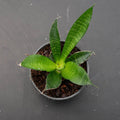 Gabriella Plants Sansevieria 4" Sansevieria 'Star Ming'