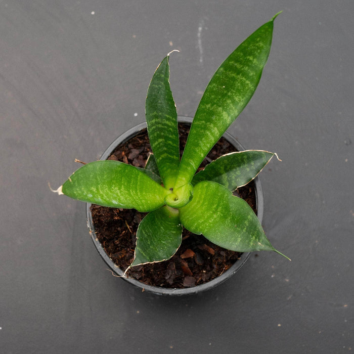 Gabriella Plants Sansevieria 4" Sansevieria 'Star Ming'