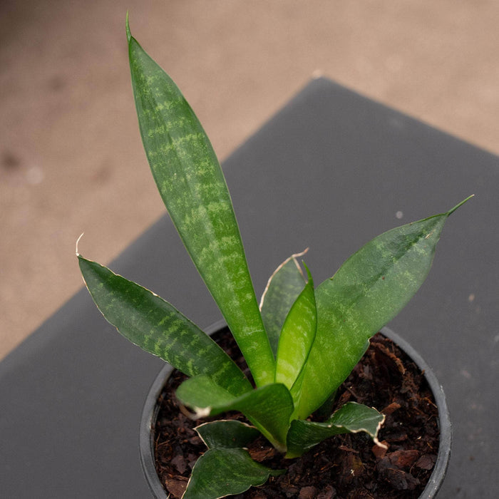 Gabriella Plants Sansevieria 4" Sansevieria 'Star Ming'
