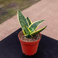 Gabriella Plants Sansevieria 4" Sansevieria trifasciata 'Sunshine'