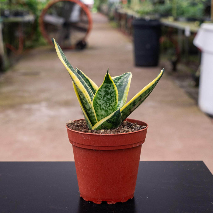 Gabriella Plants Sansevieria 4" Sansevieria trifasciata 'Sunshine'