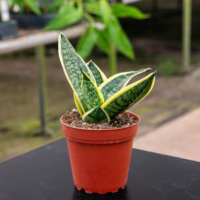 Gabriella Plants Sansevieria 4" Sansevieria trifasciata 'Sunshine'