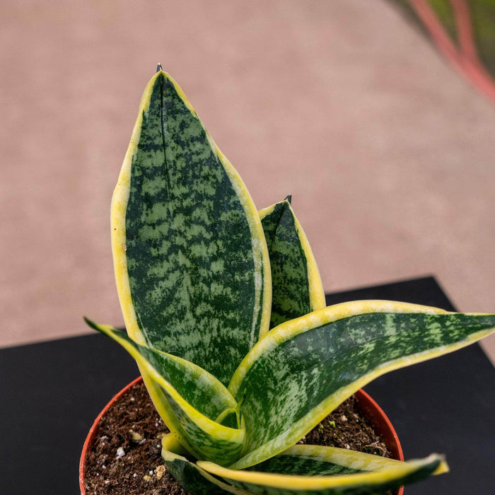 Gabriella Plants Sansevieria 4" Sansevieria trifasciata 'Sunshine'