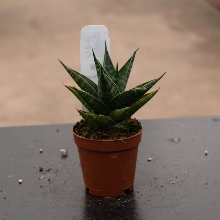 Gabriella Plants Sansevieria 2" Sansevieria 'Table Mountain'