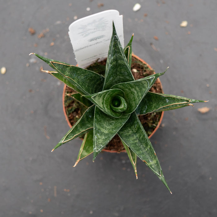 Gabriella Plants Sansevieria 2" Sansevieria 'Table Mountain'