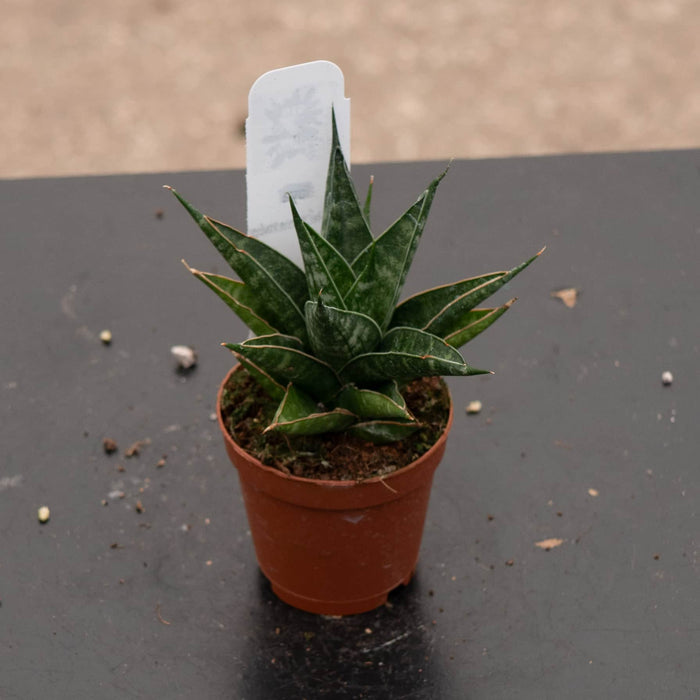 Gabriella Plants Sansevieria 2" Sansevieria 'Table Mountain'