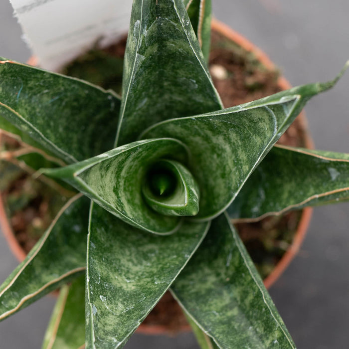 Gabriella Plants Sansevieria 2" Sansevieria 'Table Mountain'