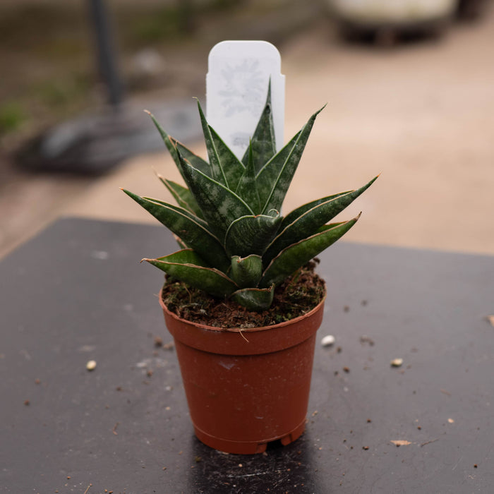 Gabriella Plants Sansevieria 2" Sansevieria 'Table Mountain'