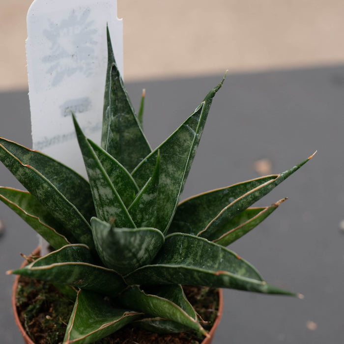 Gabriella Plants Sansevieria 2" Sansevieria 'Table Mountain'