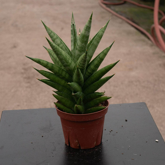 Gabriella Plants Sansevieria 4" Sansevieria 'Thai Tower'