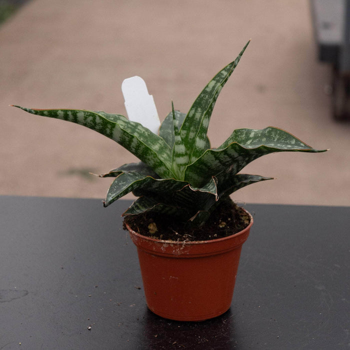 Gabriella Plants Sansevieria 2.5" Sansevieria ‘Tiger’
