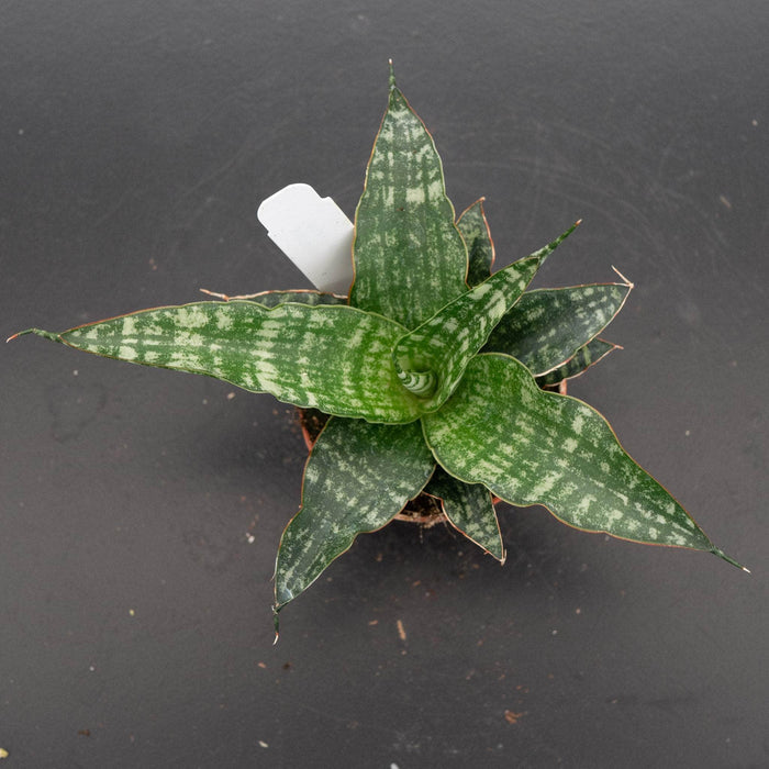 Gabriella Plants Sansevieria 2.5" Sansevieria ‘Tiger’
