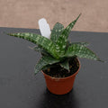 Gabriella Plants Sansevieria 2.5" Sansevieria ‘Tiger’