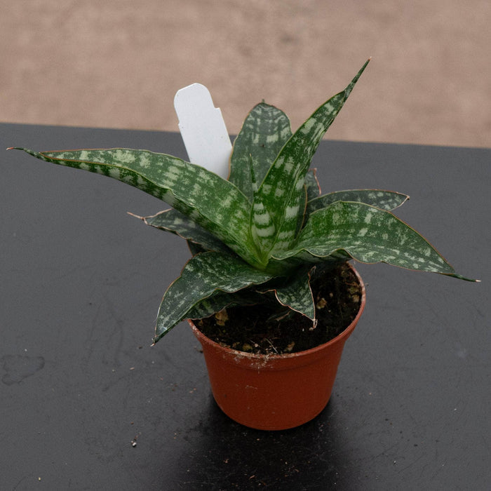Gabriella Plants Sansevieria 2.5" Sansevieria ‘Tiger’