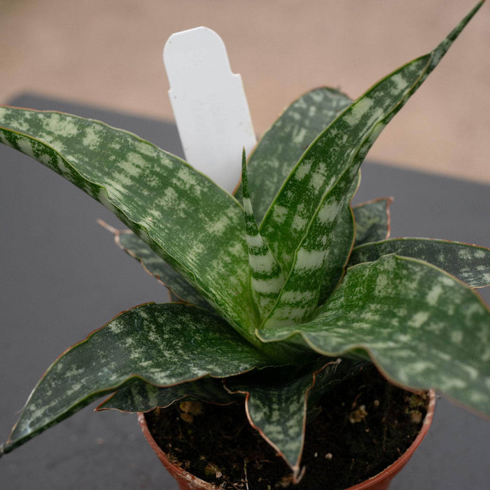 Gabriella Plants Sansevieria 2.5" Sansevieria ‘Tiger’