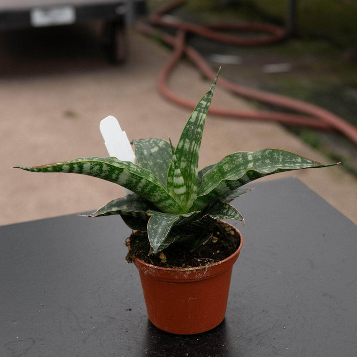 Gabriella Plants Sansevieria 2.5" Sansevieria ‘Tiger’