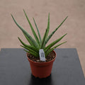Gabriella Plants Sansevieria 4" Sansevieria ‘Tom Gracilis’