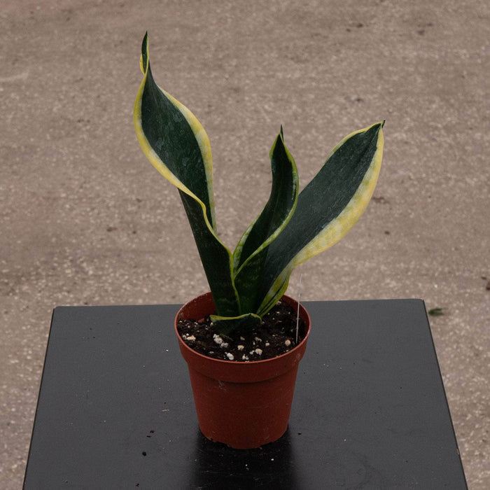 Gabriella Plants Sansevieria 4" Sansevieria trifasciata 'Black Gold' Compacta