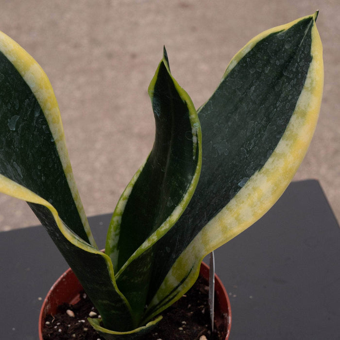 Gabriella Plants Sansevieria 4" Sansevieria trifasciata 'Black Gold' Compacta
