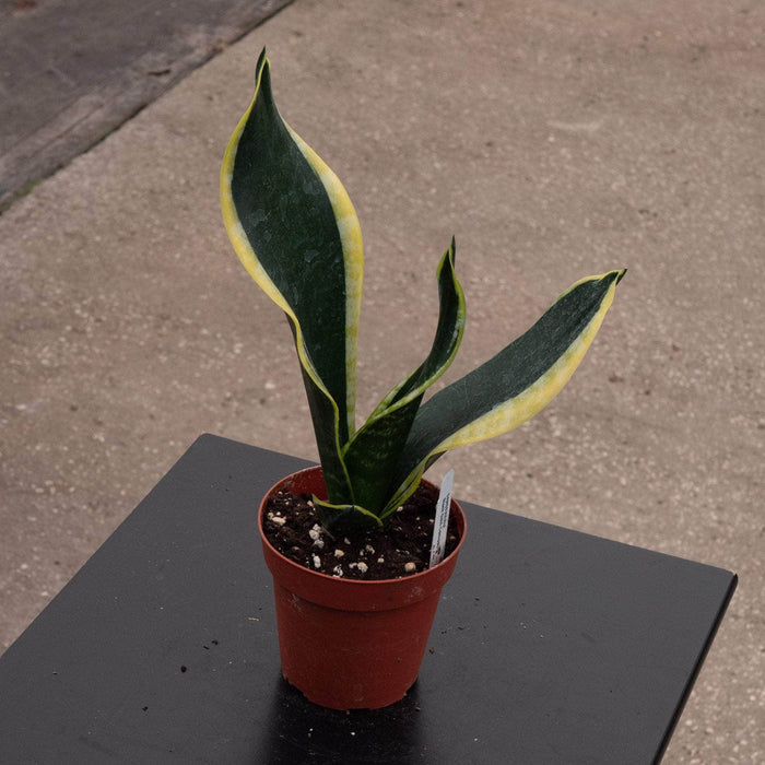 Gabriella Plants Sansevieria 4" Sansevieria trifasciata 'Black Gold' Compacta