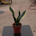 Gabriella Plants Sansevieria 4" Sansevieria trifasciata 'Black Gold' Compacta
