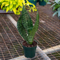 Gabriella Plants Dracaena 4" Dracaena trifasciata (Sansevieria trifasciata `Robusta')
