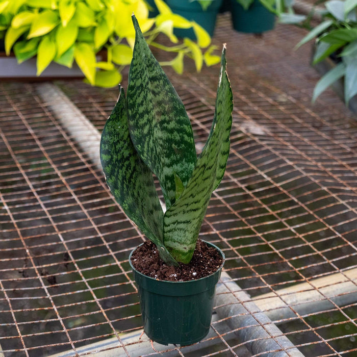 Gabriella Plants Dracaena 4" Dracaena trifasciata (Sansevieria trifasciata `Robusta')