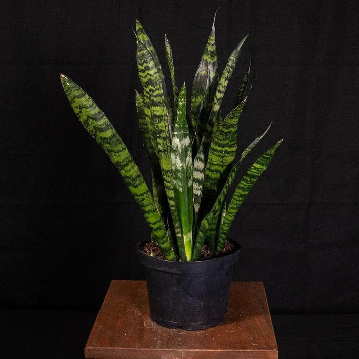 Gabriella Plants Dracaena 6" Sansevieria trifasciata `Futura Robusta'