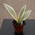 Gabriella Plants Sansevieria 4" Sansevieria trifasciata 'Ghost'