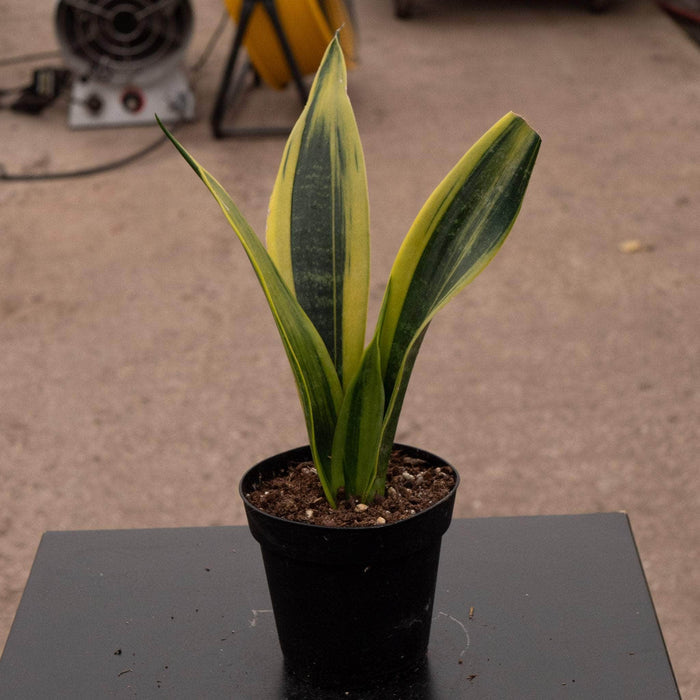 Gabriella Plants Sansevieria 4” Sansevieria trifasciata 'Golden Flame'