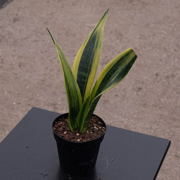 Gabriella Plants Sansevieria 4” Sansevieria trifasciata 'Golden Flame'