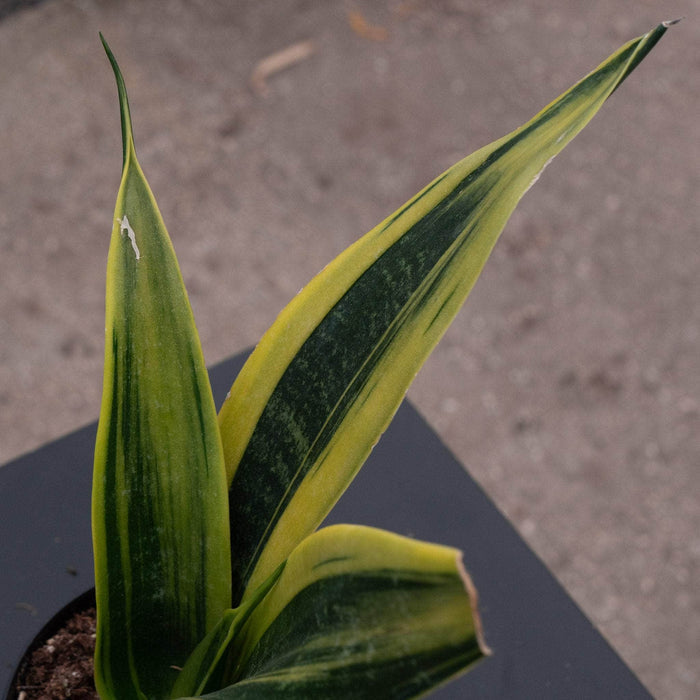 Gabriella Plants Sansevieria 4” Sansevieria trifasciata 'Golden Flame'