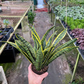 Gabriella Plants Sansevieria 4" Sansevieria trifasciata 'Laurentii'
