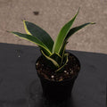 Gabriella Plants Sansevieria 4" Sansevieria trifasciata ‘Lotus Hahnii’