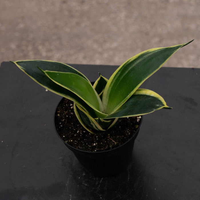Gabriella Plants Sansevieria 4" Sansevieria trifasciata ‘Lotus Hahnii’