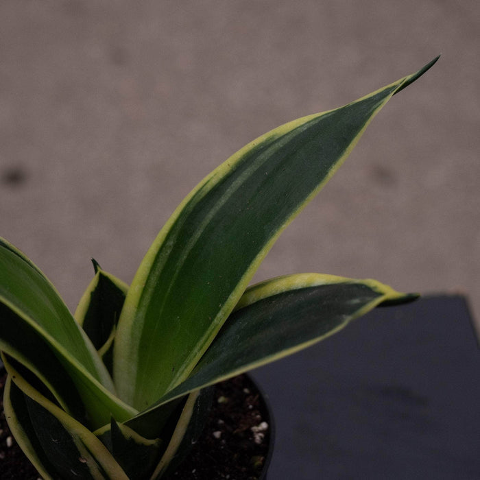 Gabriella Plants Sansevieria 4" Sansevieria trifasciata ‘Lotus Hahnii’